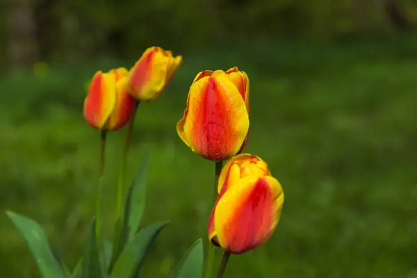 Güzel bahar çiçekleri. Hobi bahçesinde kırmızı-sarı-beyaz laleler.