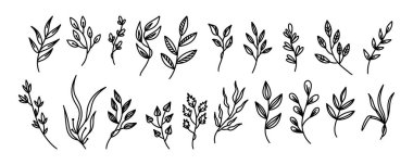 Yapraklı siyah karalama dalları, doğal bitkisel dekoratif elementler, bitki silueti. Bahar tasarımı veya dekorasyonu için botanik çizimler. Yaprak süsleme. Elle çizilmiş yaprak siluetlerini ayarla.