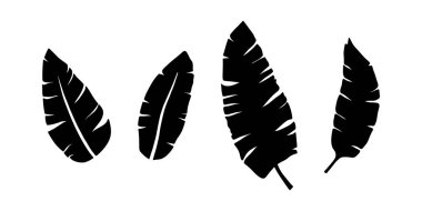 Vector siyah muz yaprakları hazır, bitkisel element. Basit tropikal yaprakların toplanması. İzole edilmiş işaret, sembol ve simge olarak kullanılabilir. Yaz tropikal botanik vektör yaprağı çizimleri.