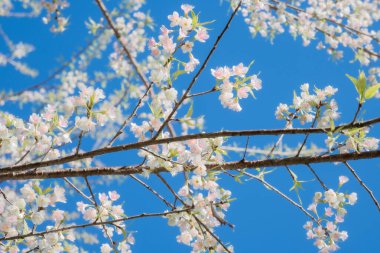 açık mavi gökyüzüne karşı beyaz kiraz çiçeği 