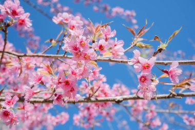 Beautiful cherry blossom with blue sky a sunny day, Chiang Mai, Thailand, soft focus