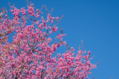 Beautiful cherry blossom with blue sky a sunny day, Chiang Mai, Thailand, soft focus