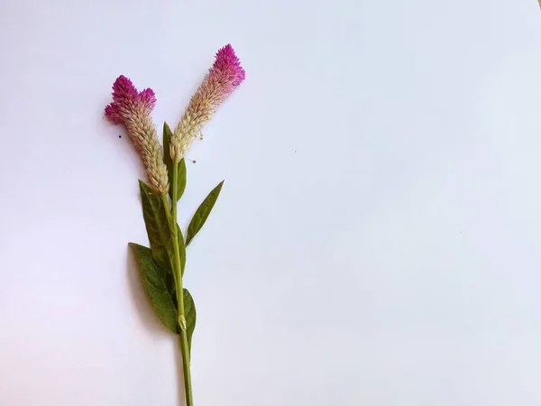 Rosa Hahnenkamm Blume Auf Dem Hintergrund — Stockfoto