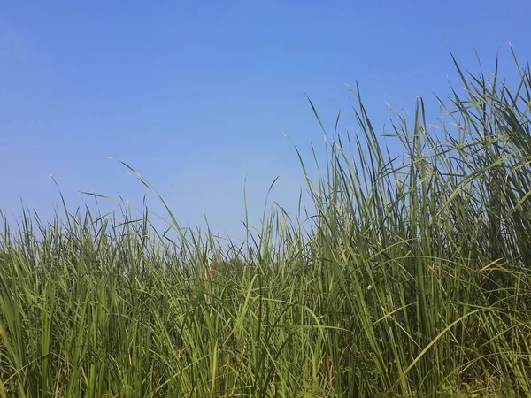 stock image Green grass on blue sky background