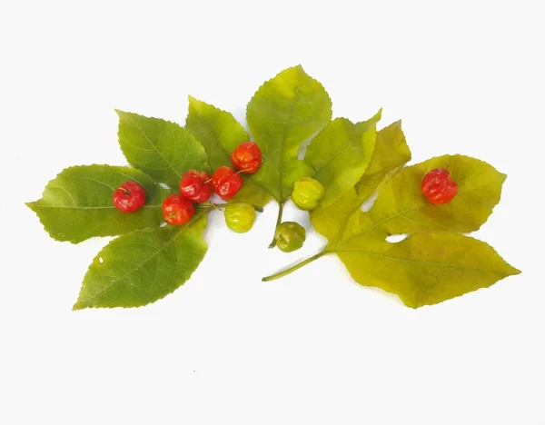 Ώριμο Κόκκινο Κεράσι Πράσινα Φύλλα Λευκό Φόντο Ώριμα Μούρα Και — Φωτογραφία Αρχείου