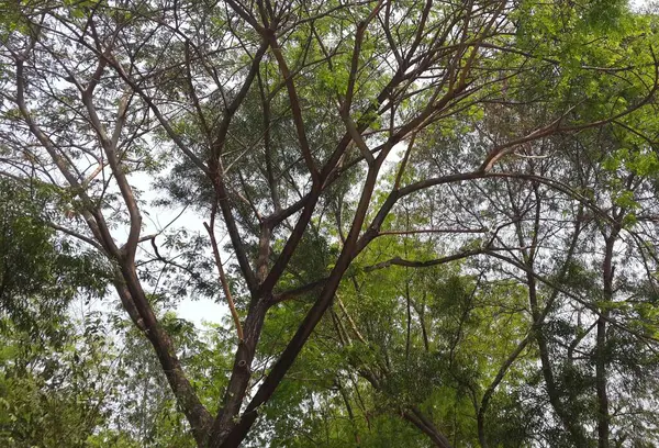Fresh Tree Sky Background — Stock Photo, Image