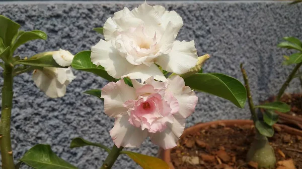 Adenium Obesum Fleur Blanche Sur Arbre — Photo