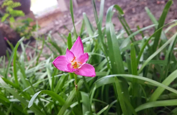 Ροζ Λουλούδι Γρασίδι Στον Κήπο — Φωτογραφία Αρχείου