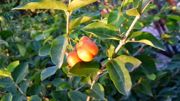 Owoc Drzewie — Zdjęcie stockowe