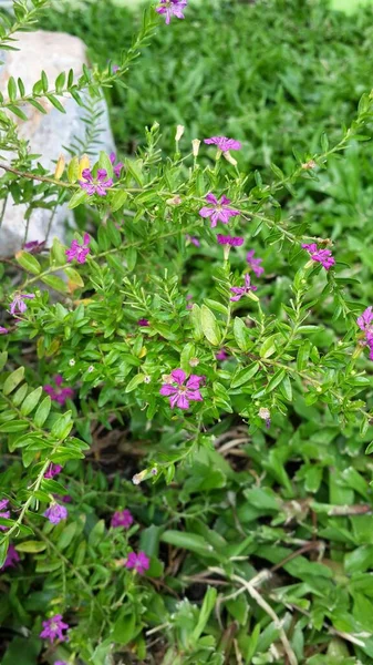 Маленька Рожева Квітка Фоні Зеленого Листя — стокове фото