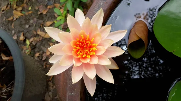 Belle Fleur Lotus Aux Feuilles Vertes — Photo