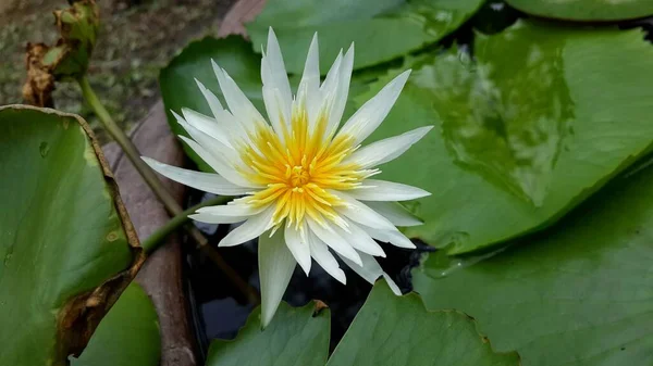 Bahçedeki Beyaz Nilüfer Çiçeği — Stok fotoğraf