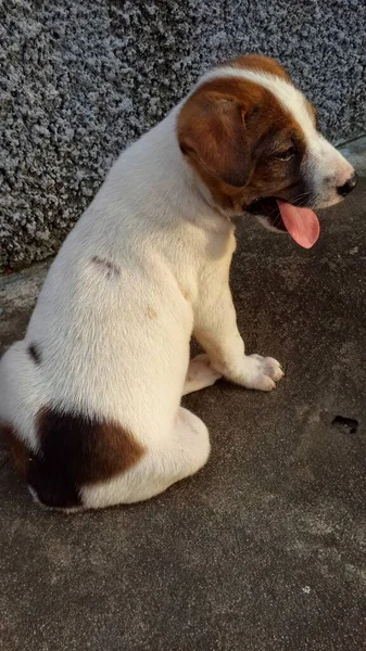 Voel Een Puppy Hond Zitten Cement Achtergrond — Stockfoto