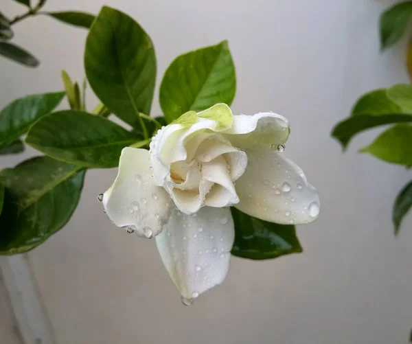 Weiße Jasminblüte Kap Der Natur — Stockfoto