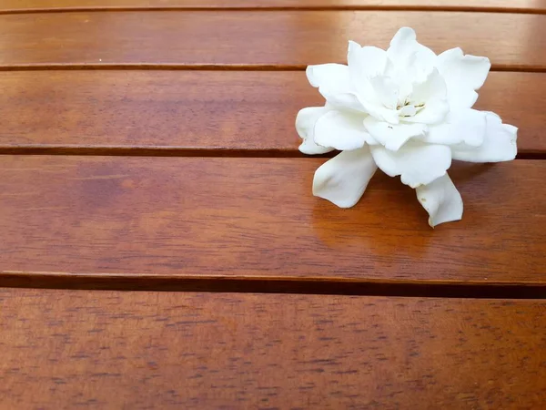 Белый Плащ Жасминовый Цветок Фоне Дерева — стоковое фото