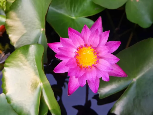 Gölette Pembe Nilüfer Çiçeği — Stok fotoğraf
