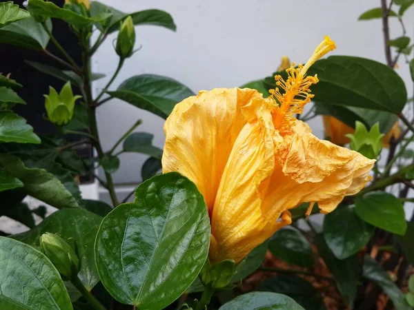 Oranžový Ibiškový Květ Přírodě — Stock fotografie