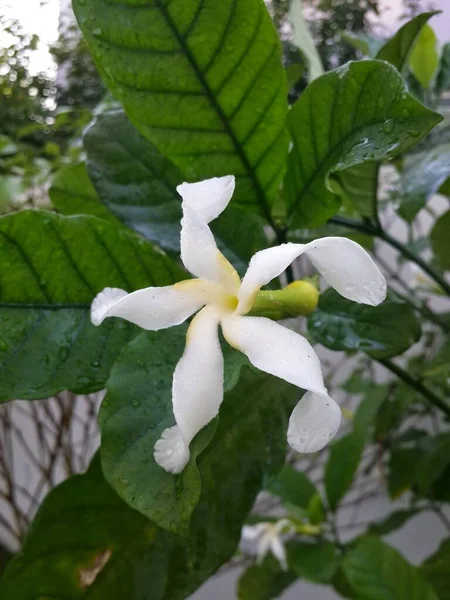Tabernaemontana Pachysiphon Stapf Weiße Blume Auf Baum — Stockfoto