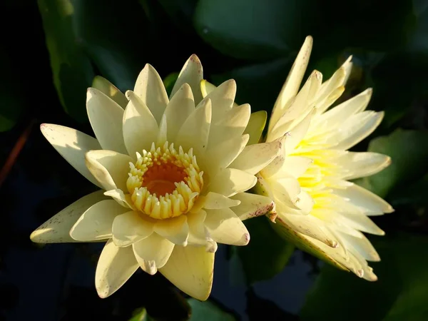 Güneş Işığında Beyaz Nilüfer Çiçeği — Stok fotoğraf