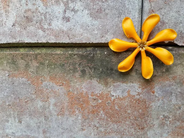 Gelbe Blume Auf Zementhintergrund — Stockfoto