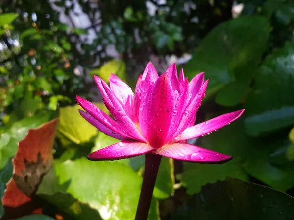 Rosa Lotus Blomma Gröna Blad Bakgrund — Stockfoto