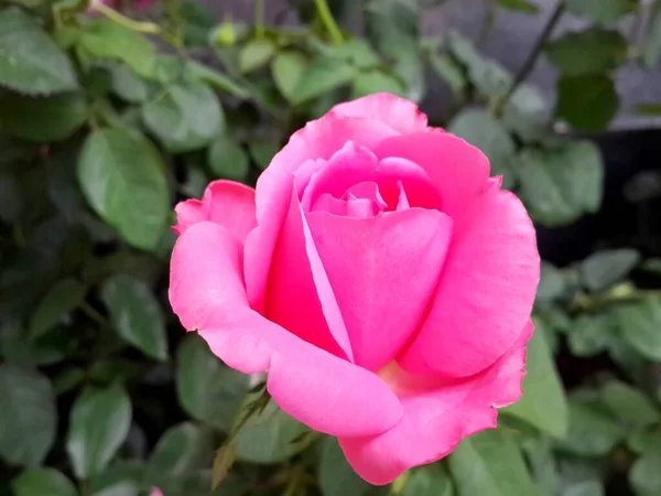 Rosa Rose Blume Auf Grünen Blättern Hintergrund — Stockfoto