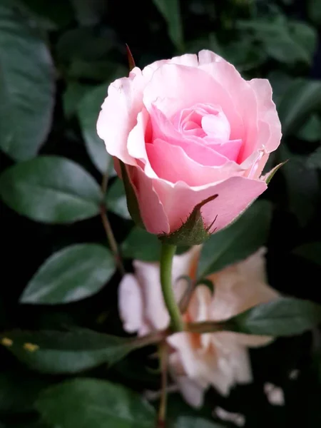 Różowy Kwiat Róży Zielonym Tle Liści — Zdjęcie stockowe