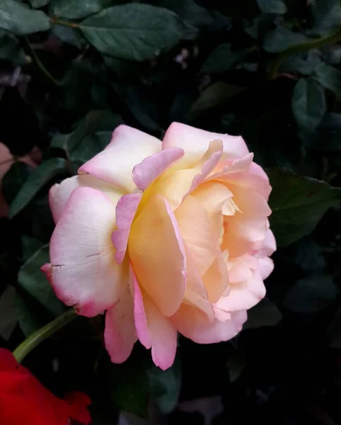 Lähikuva Vaaleanpunainen Ruusu Kukka — kuvapankkivalokuva