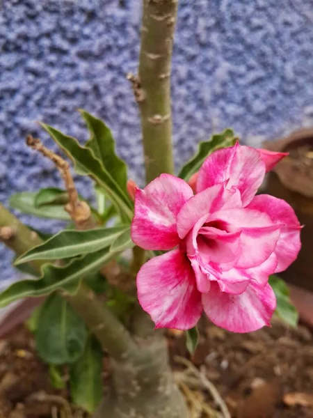 Pink Desert Rose Tree — Stock Photo, Image