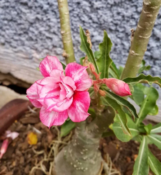 Rosa Wüstenrose Blume Auf Baum — Stockfoto