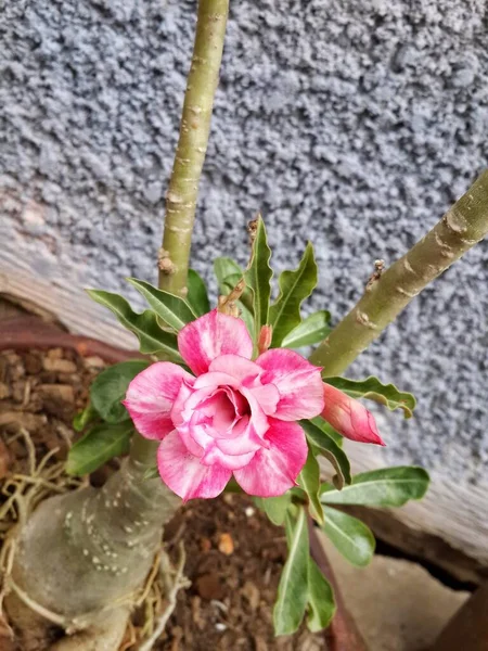 Pink Desert Rose Flower Tree Blue Cement Background — Stock Photo, Image