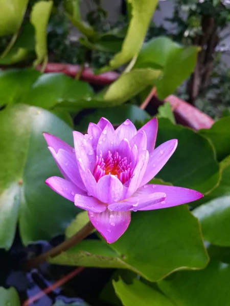 Фиолетовый Цветок Лотоса Зеленом Фоне Листьев — стоковое фото