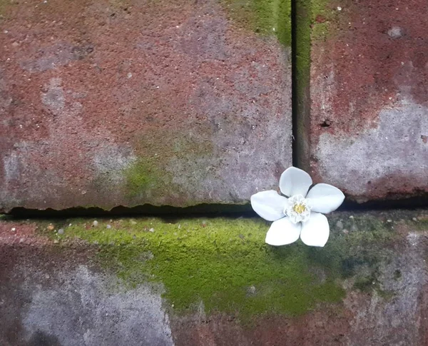 Weiße Blume Auf Zementhintergrund — Stockfoto