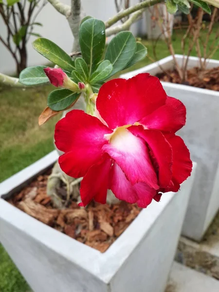 Red Desert Rose Garden — Stock Photo, Image