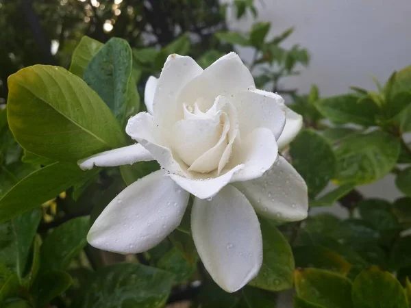 木の上に緑の葉がある白いバラ — ストック写真