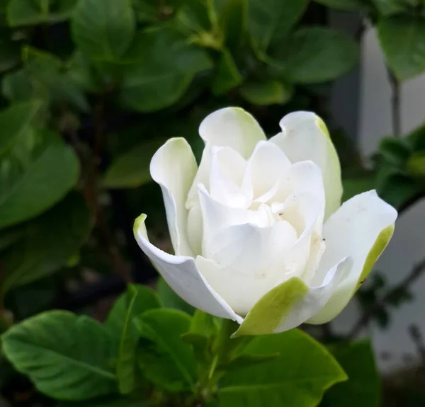 Close Cape Jasmine Flower — Stock Photo, Image