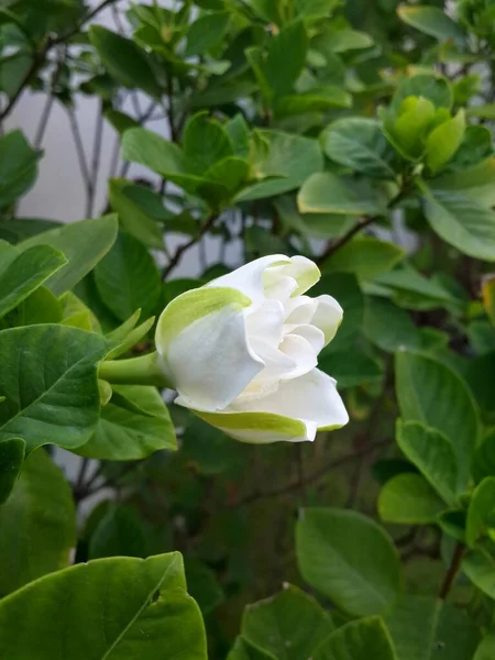White Cape jasmine in garden.
