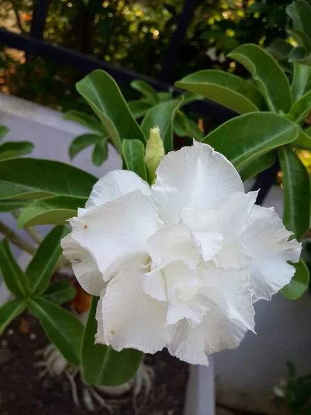 Biały Kwiat Róży Pustyni Ogrodzie — Zdjęcie stockowe
