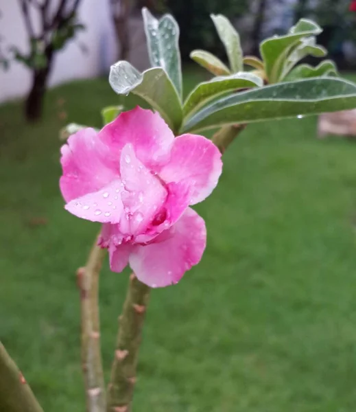 Розовая Пустыня Розы Дереве Зеленом Фоне Травы — стоковое фото