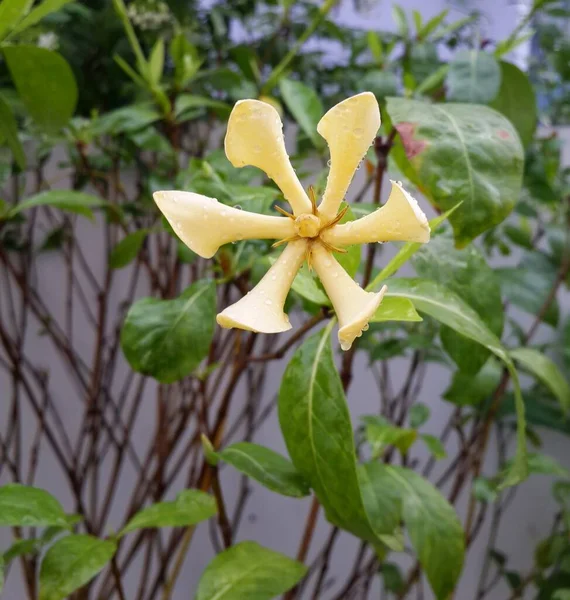 Jasmín Žlutý Gardenia Jasminoides Ellis Přírodě — Stock fotografie