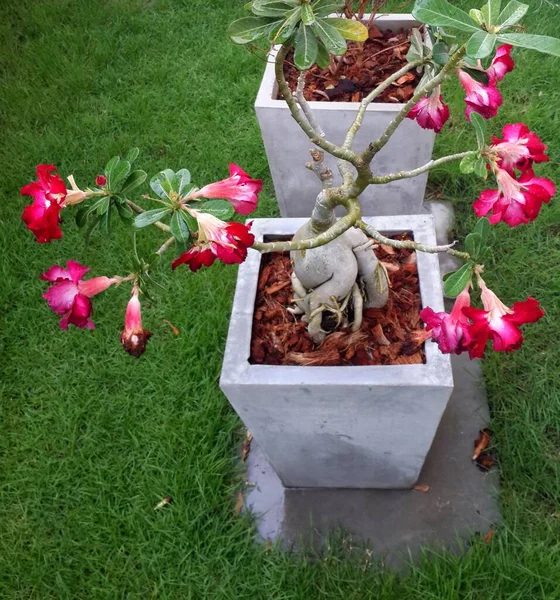 Rosa Del Desierto Jardín — Foto de Stock