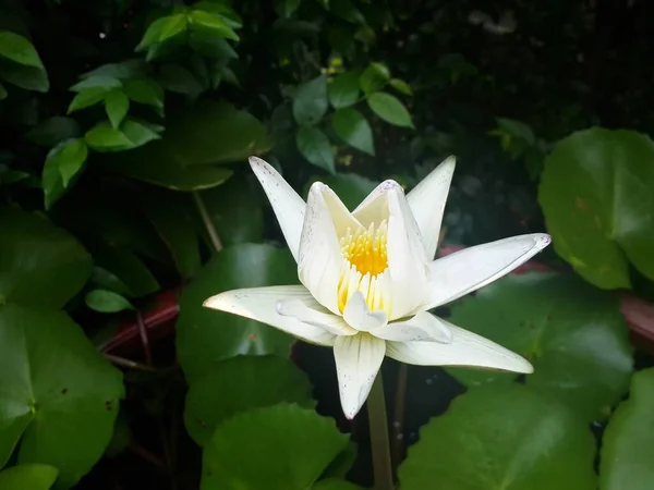 Weißer Lotus Und Grüne Blätter Der Natur — Stockfoto