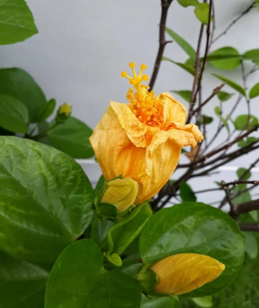 Orange Hibiscus Green Leaves Garden — Stock Photo, Image