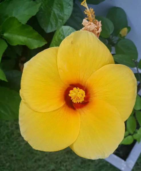 Nahaufnahme Gelbe Hibiskusblüte — Stockfoto