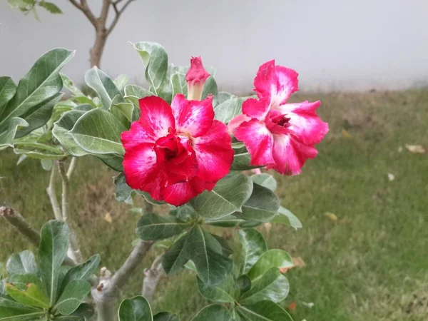 Fleur Rose Désert Rouge Dans Nature — Photo