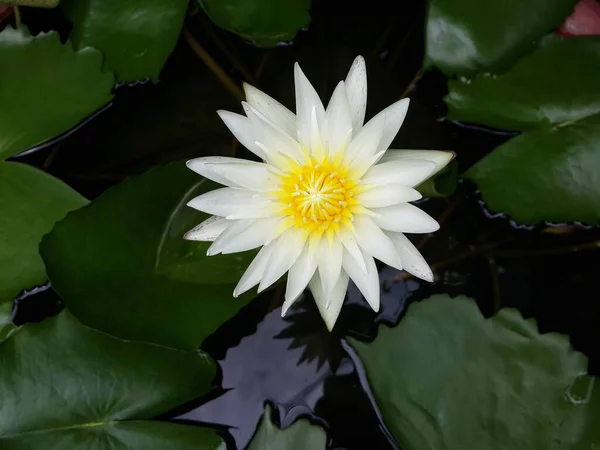 Gölette Beyaz Nilüfer Çiçeği — Stok fotoğraf