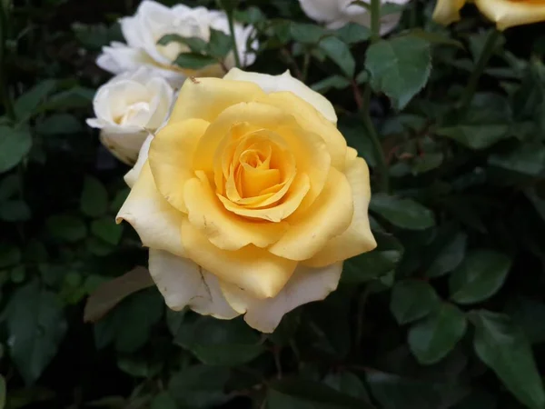 Żółty Kwiat Róży Zielonym Tle Liści — Zdjęcie stockowe