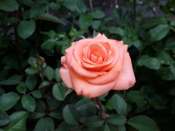 Hermosa Flor Rosa Sobre Fondo Hojas Verdes — Foto de Stock