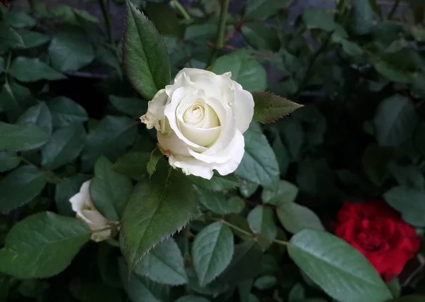 Branco Rosa Flor Fundo Folhas Verdes — Fotografia de Stock