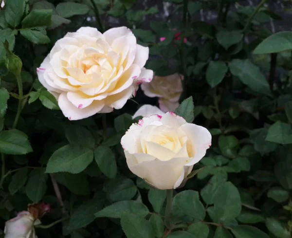 Biała Róża Tle Zielonych Liści — Zdjęcie stockowe